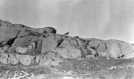 Kruk na przylądku Cape Barrow, 1915